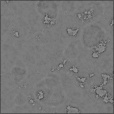 Diffuse Map