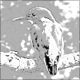 Variation 1
