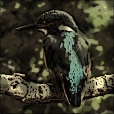 Variation 4