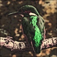 Variation 8