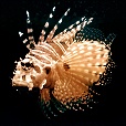 Variation 1
