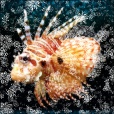 Variation 2