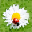 Variation 4