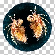 Variation 2