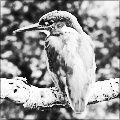 Pure Silver B&W