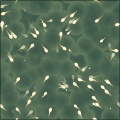 Little swimmers