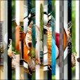 Variation 5