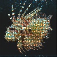 Variation 6
