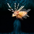 Variation 4