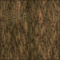 TreeBark