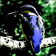 Variation 3