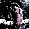 Variation 4