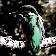 Variation 8