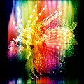 I See Rainbows