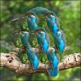 Variation 6