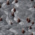 Variation 6