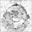 Ambient Occlusion Map