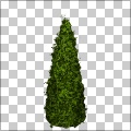 Evergreen