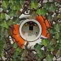 Ivy