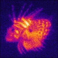 Infrared