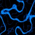Diffuse Map