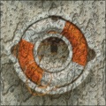 Tree Bark Image