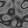 Bump Map