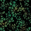 Peacock Mosaics