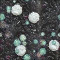 mw_Fungi Lichens