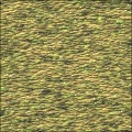 lizard