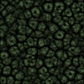 Reptile Skin