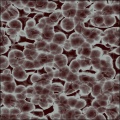 Virus/Chaos Bacteria