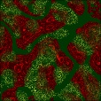Diffuse Map