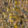 Diffuse Map