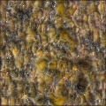 sick alien bark