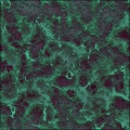 Lichen2