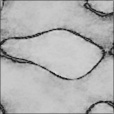Bump Map