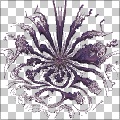Dragon flower