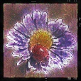 Variation 4