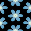Blumental4 (forget-me-not)