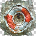 Crumpled