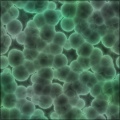 Bacteria