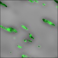 Diffuse Map
