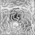 Bump Map