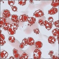 Cell Cultivation