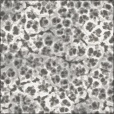 Diffuse Map