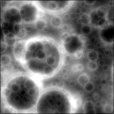 Bump Map