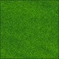 Foliage
