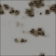 Diffuse Map