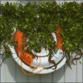 Hanging Ivy